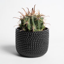 Cactus Tenerife Black