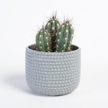 Cactus Tenerife Grey