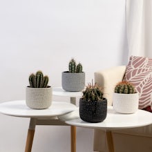 Set Cactus Tenerife