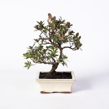 Bonsai 8 anni Rhododendron Indicum