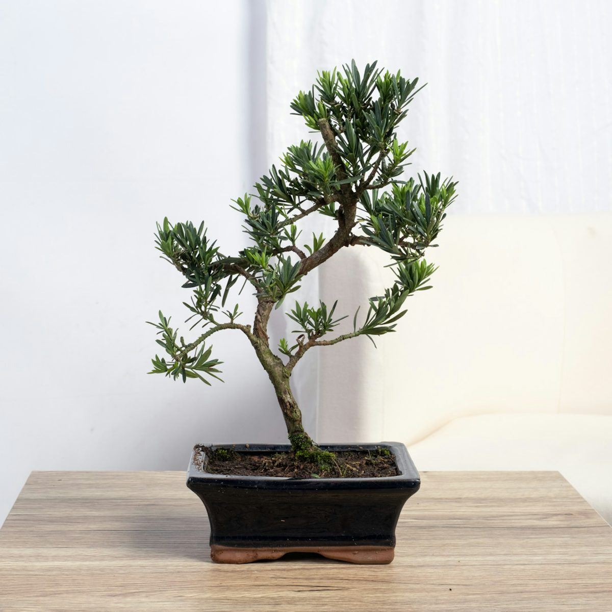 Bonsai 7 years old Podocarpus macrophyllus