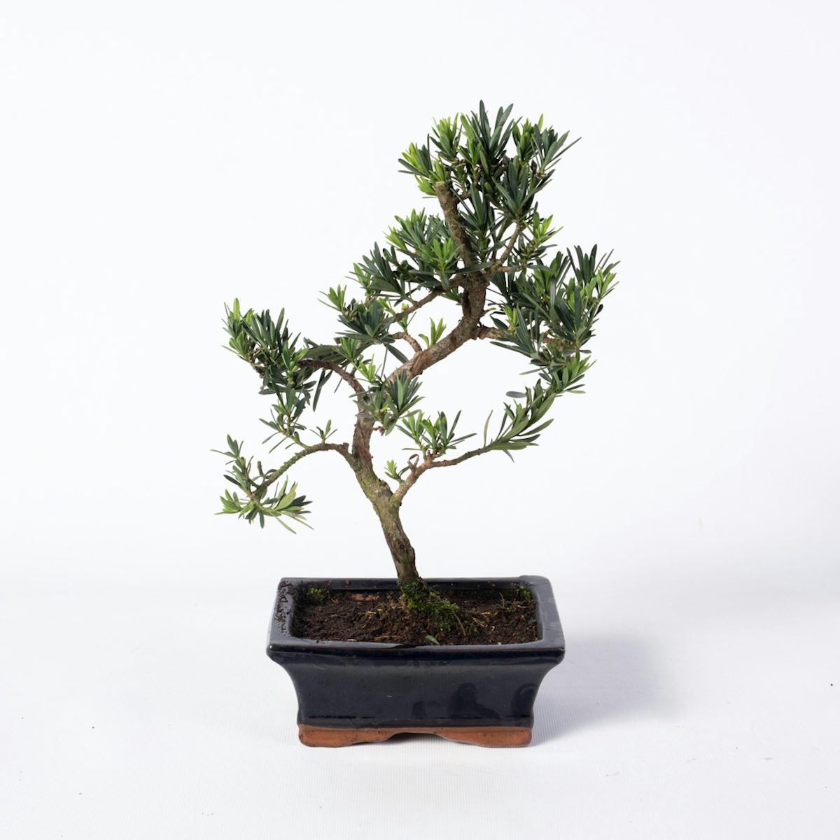 Bonsaï 7 ans Podocarpus macrophyllus
