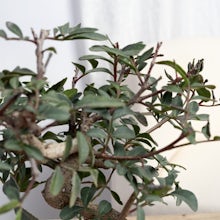 Bonsai 7 years old Pistacia lentiscus