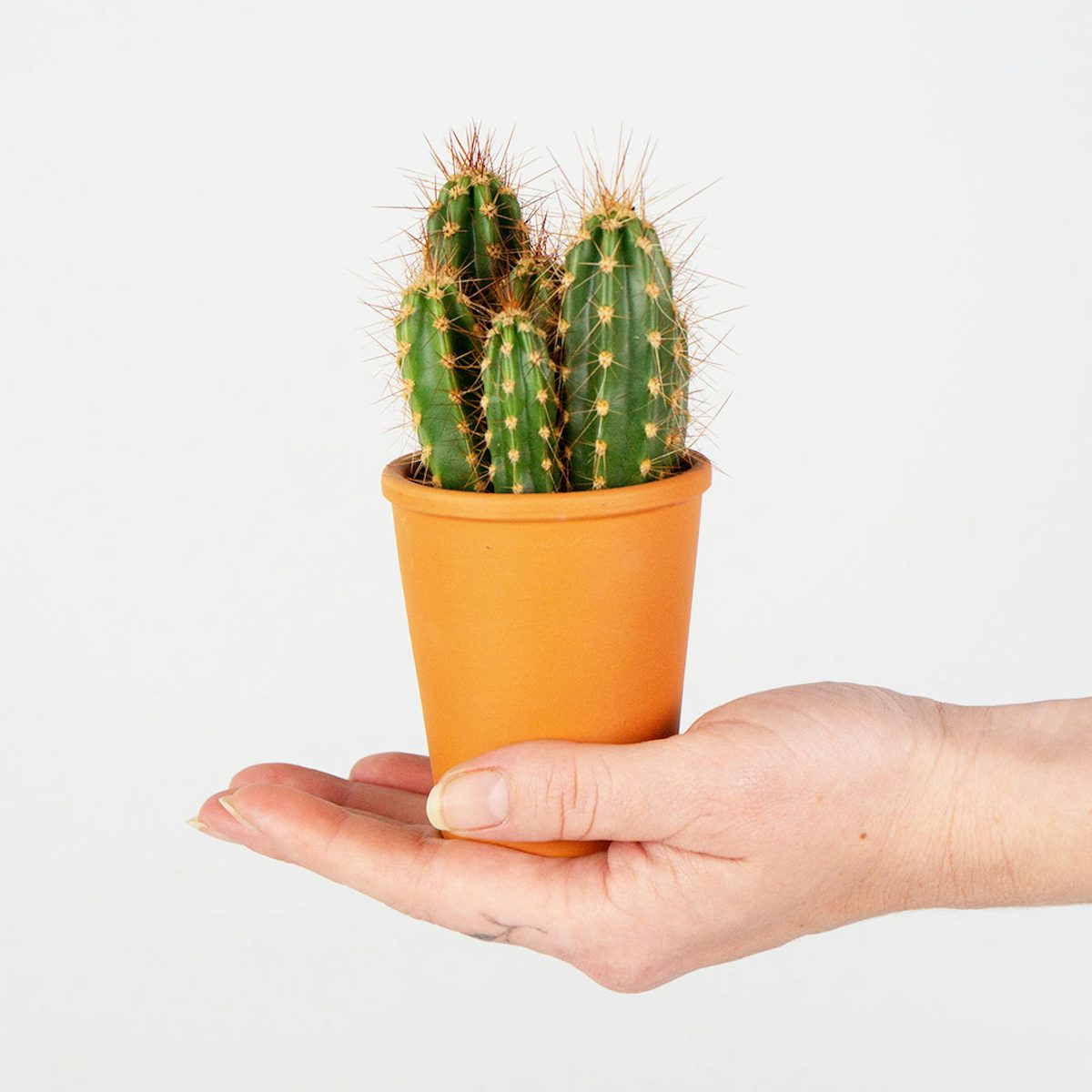 Desktop Cactus