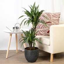 Dracaena Fragrans Deremensis related pic