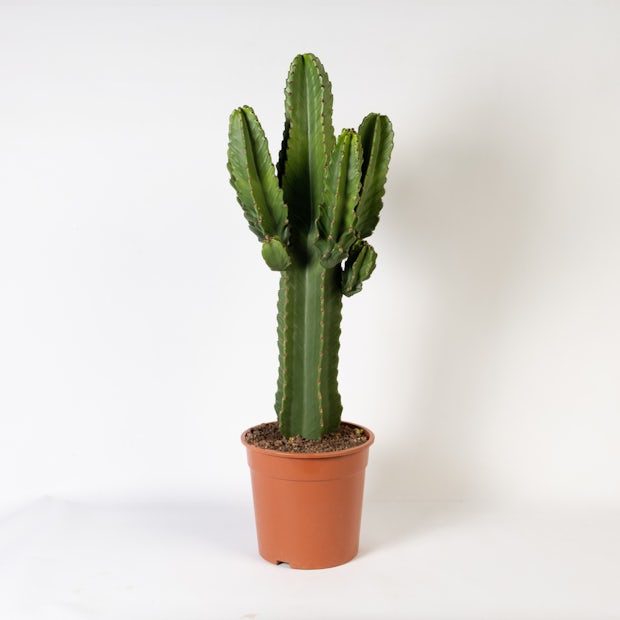 Cactus Euphorbia Eritrea