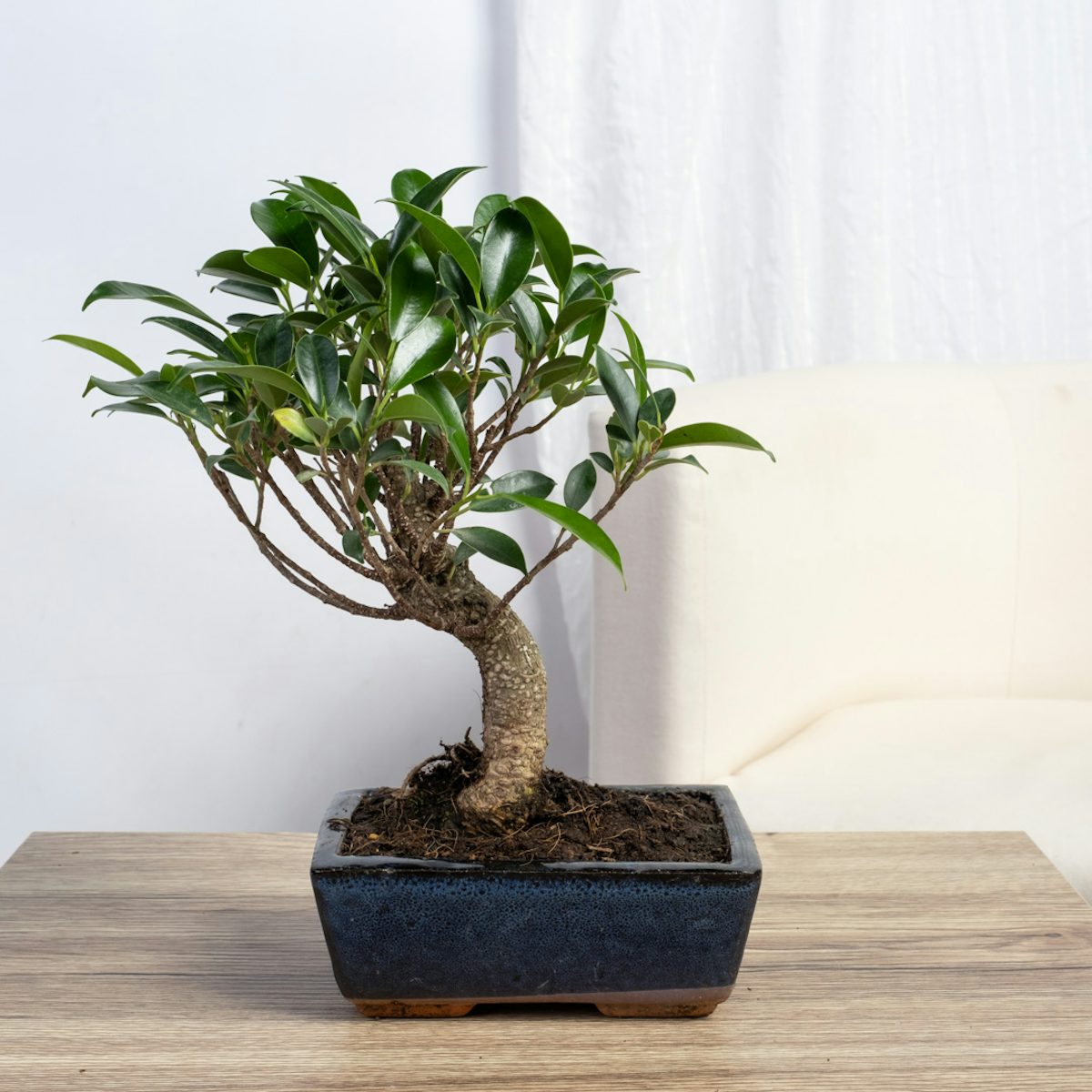 Bonsai Ficus retusa 5 anni