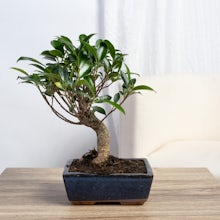 Bonsai Ficus retusa 5 Jahre alt