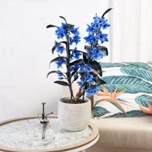 Orchidée Bamboo Bleu