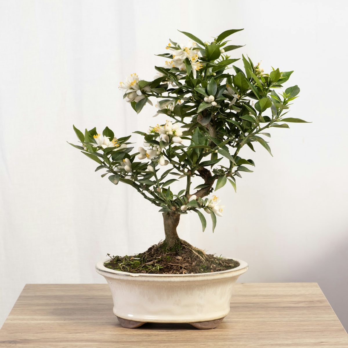 Bonsai 12 years Citrus myrtifolia