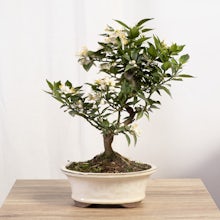 Bonsai 12 Jahre Citrus myrtifolia