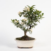 Bonsai 12 Jahre Citrus myrtifolia