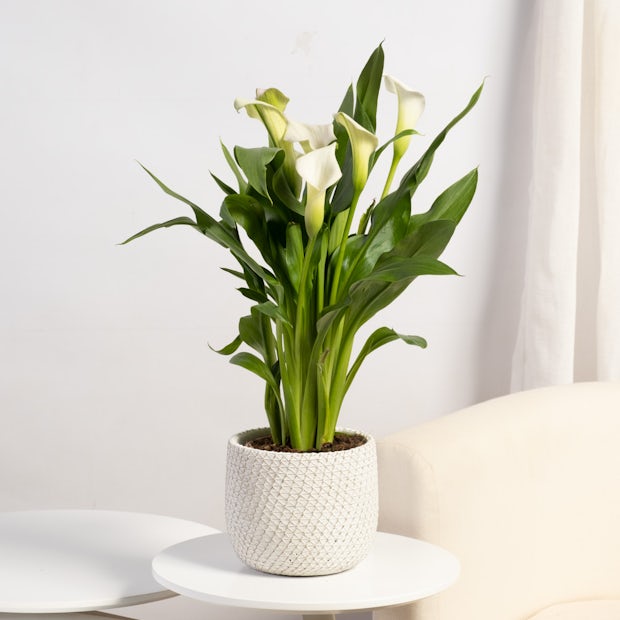 Comprar Zantedeschia aethiopica - Cala Blanca 