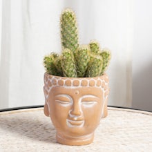 Buddha XS Planter with Cactus