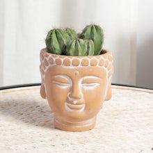 Buddha XS Planter with Cactus