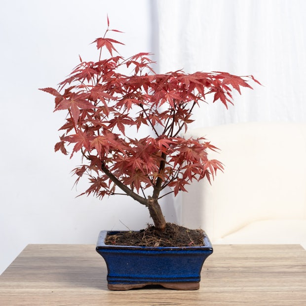 Bonsai 7 anos Acer palmatum atropurpureum