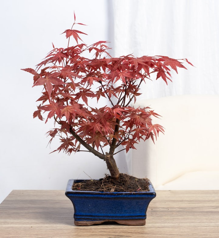 Bonsái 7 años Acer palmatum atropurpureum