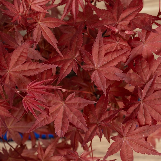 Bonsai 7 anos Acer palmatum atropurpureum