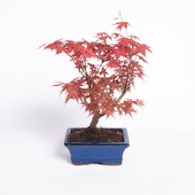 Bonsai 7 Jahre alt Acer palmatum atropurpureum