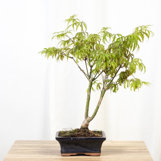 Bonsai 7 anos Acer palmatum defoliated