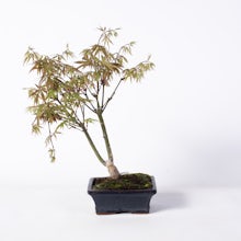 Bonsai 7 years old Acer palmatum defoliated