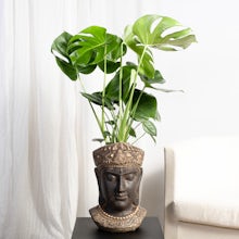 Mahakala Flowerpot - L/19cm