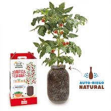 Cherry Tomato Growing Kit