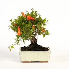 Bonsai Punica 7 years old CP12