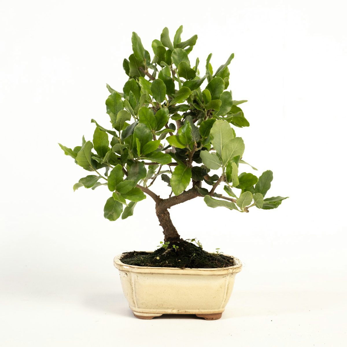 Bonsai Quercus 7 anni CP12