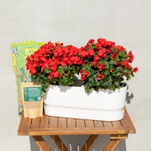 Pack Begonia with Planter