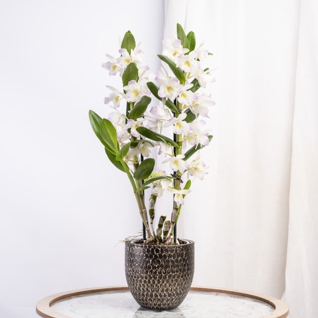 Weiße Bambusorchidee