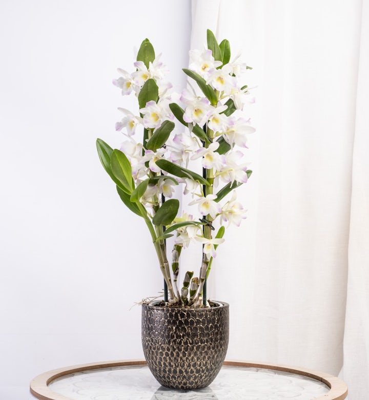 Orchidée Bambou Blanche