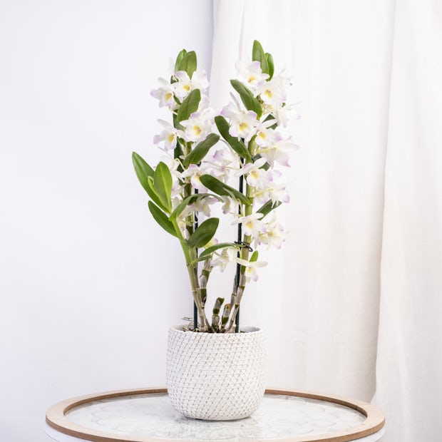 Acheter en ligne Dendrobium Blanc – Orchidée Bambou Blanche - Be.Green