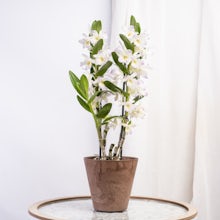 Orchidea Bambù Bianca