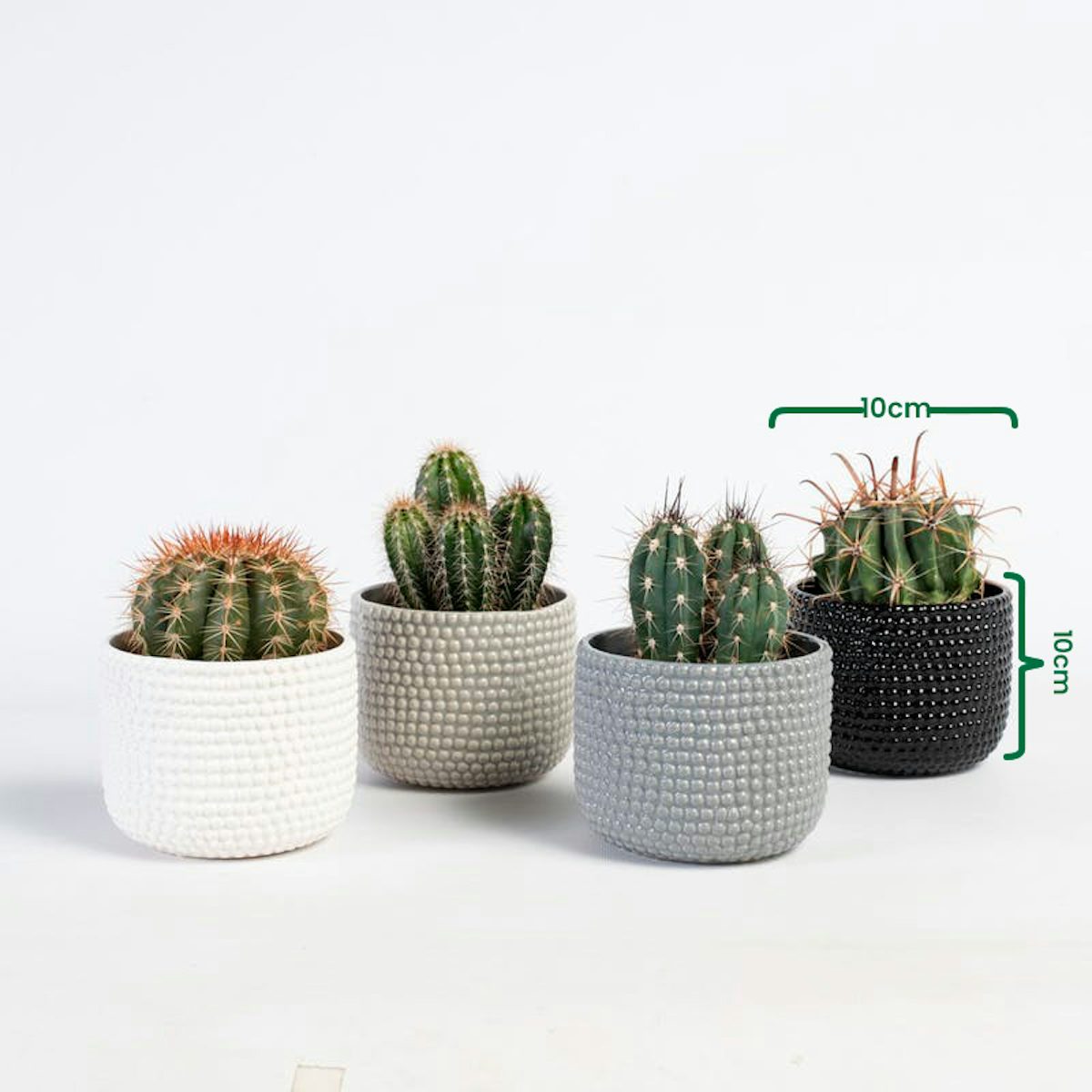 Set Cactus Tenerife