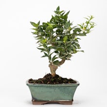 Bonsai Citrus Myrtifolia 10 anni