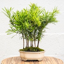 Bonsai 7 anni Podocarpus Macrophyllus