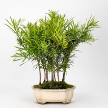 Bonsai 7 years old Podocarpus macrophyllus