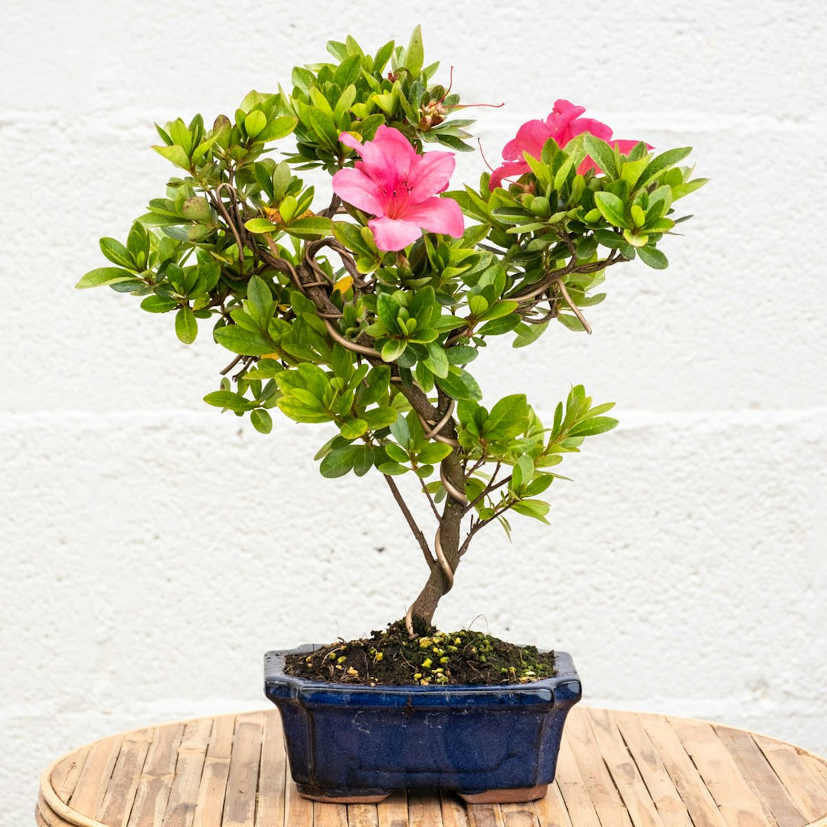 Bonsaï 7 ans Rhododendron indicum