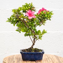 Bonsai 8 years old Rhododendron indicum