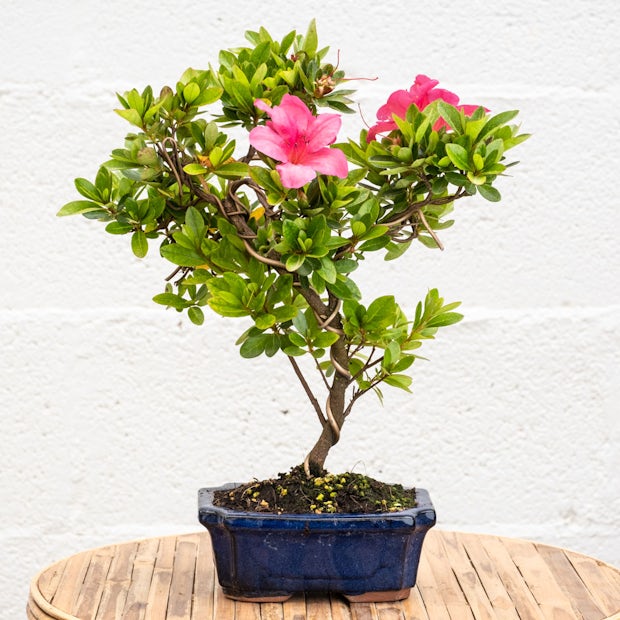 Bonsai 8 anos de idade Rhododendron indicum
