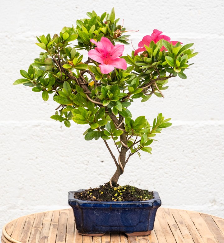 Bonsai 7 anni Rhododendron Indicum