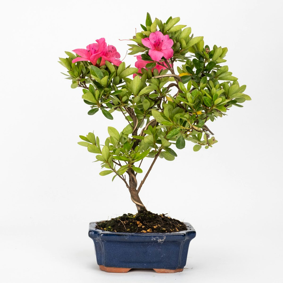 Bonsai 8 years old Rhododendron indicum