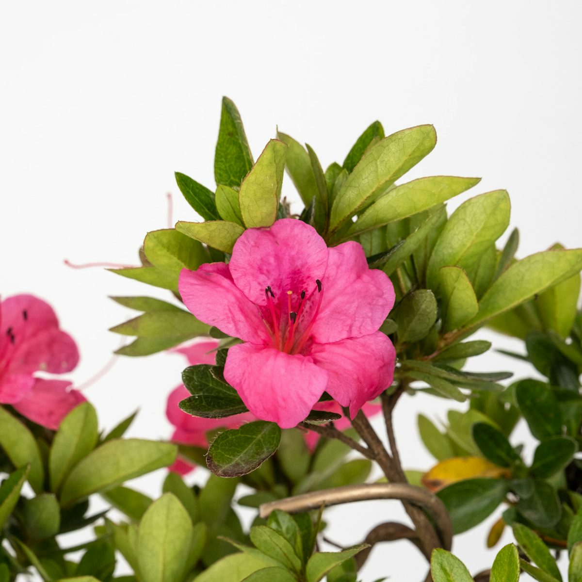 Bonsái 7 años Rhododendron indicum