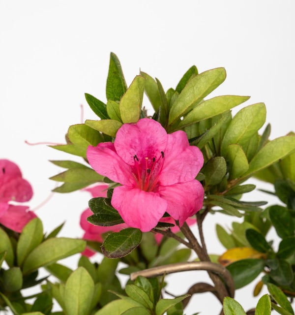 Bonsái 8 años Rhododendron indicum