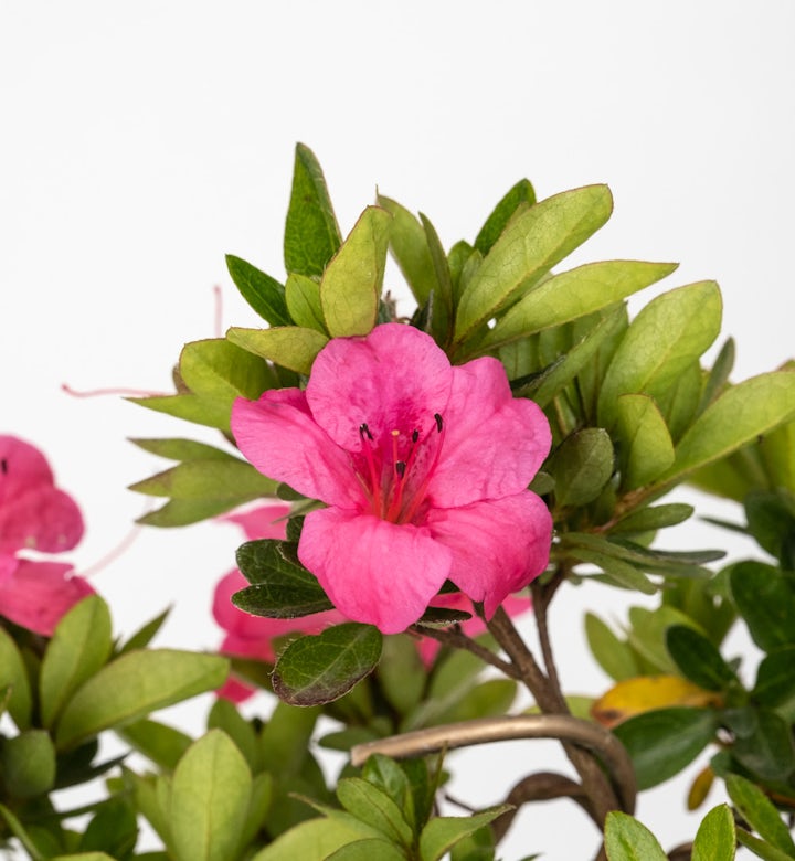 Bonsái 7 años Rhododendron indicum