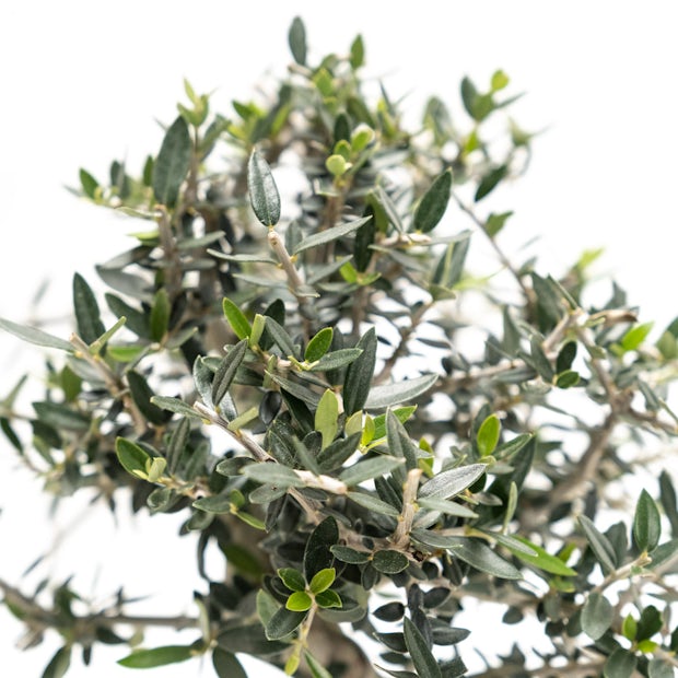 Azeitona / Olea bonsai