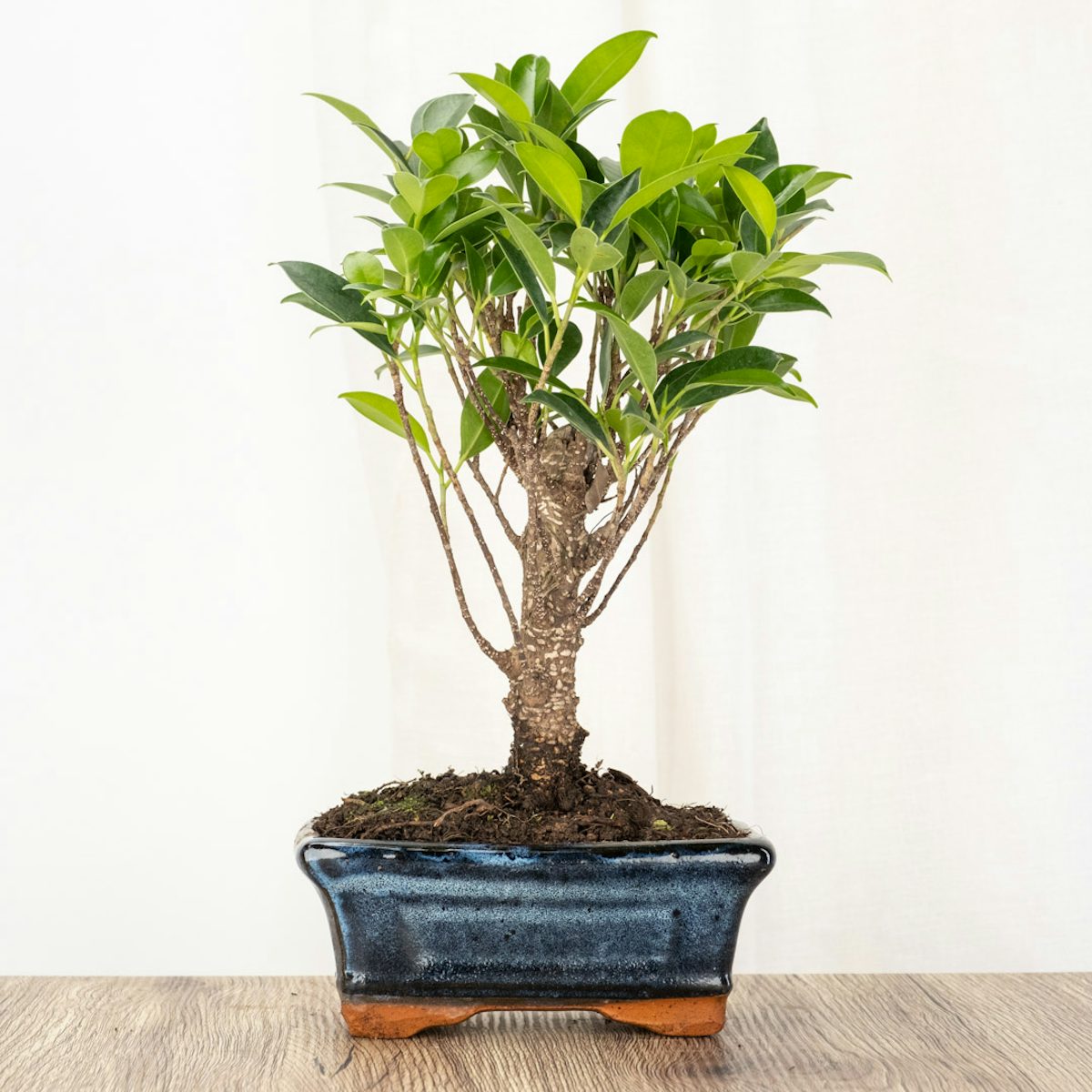 Bonsai Ficus retusa 5 años