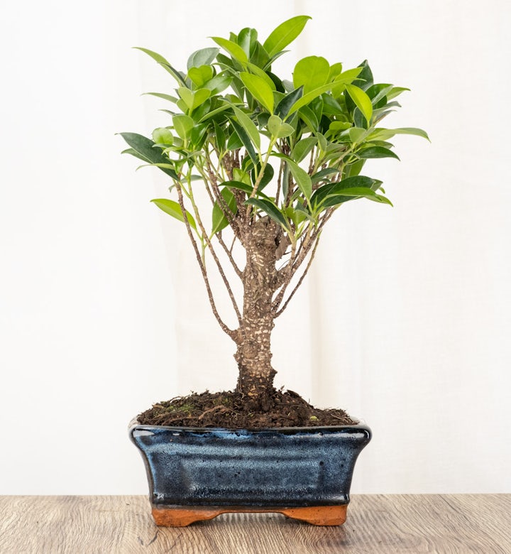 Bonsai Ficus retusa 5 ans
