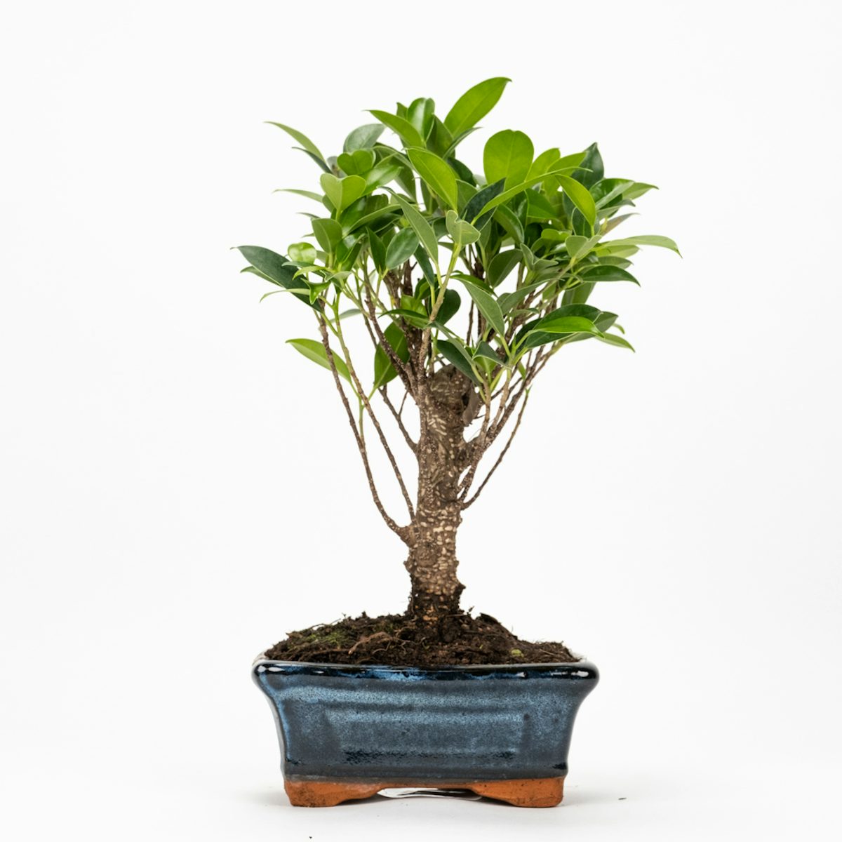 Bonsai Ficus retusa 5 años